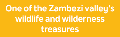 One of the Zambezi valley’s wildlife and wilderness treasures