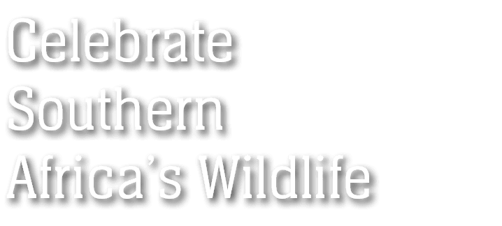 Celebrate Southern Africa’s Wildlife