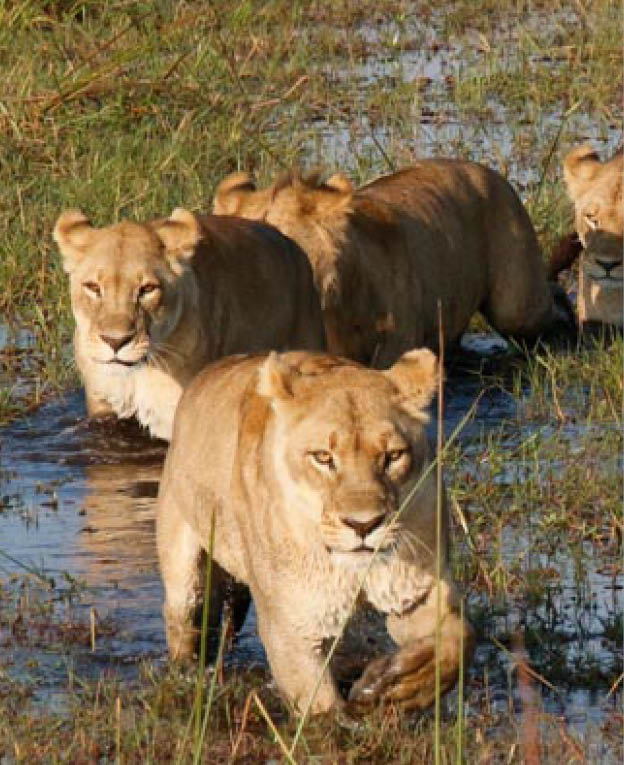 Lions crossing the Okavango lead by powerful and brave lioness 