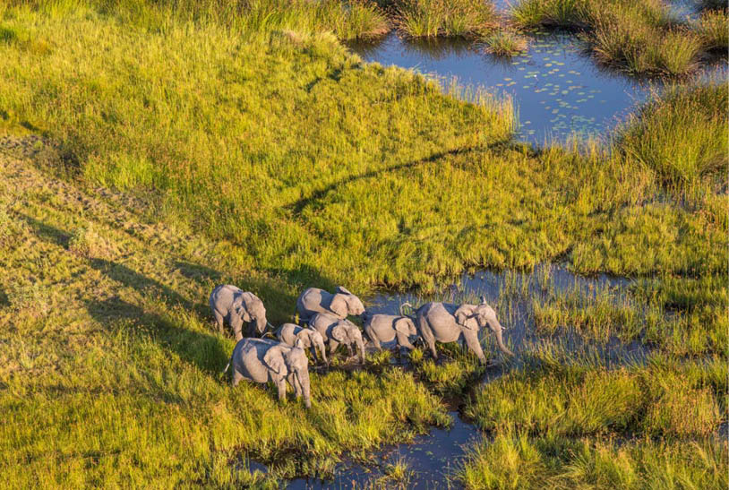 Aerial view of herd of African Elephants standing by a watering hole in lush delta.