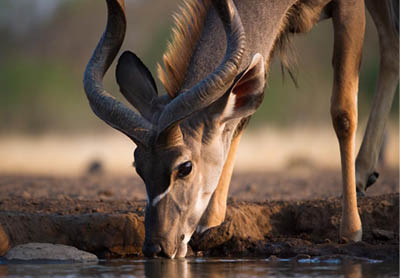 A close up, cropped, colour photo of a kudu bull drinking at a waterhole.