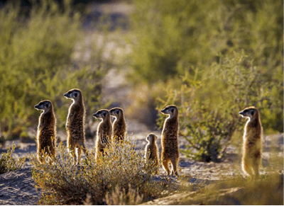 Meerkat family standing in alert in backlit at dawn in Kgalagadi transfrontier park, South Africa; specie Suricata suricatta family of Herpestidae