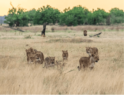 The Savuti Marsh Pride lions roam in the Chobe National Park Botswana.