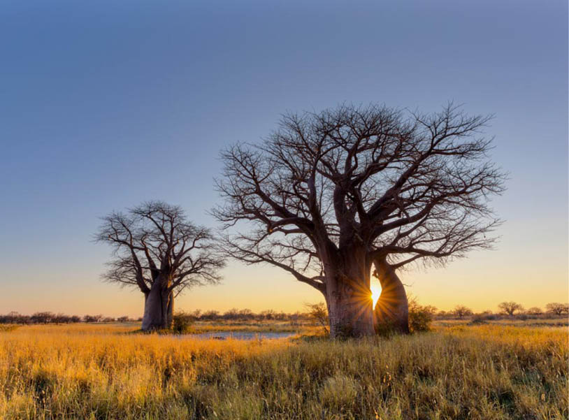 Sun starburst at the baobab trees