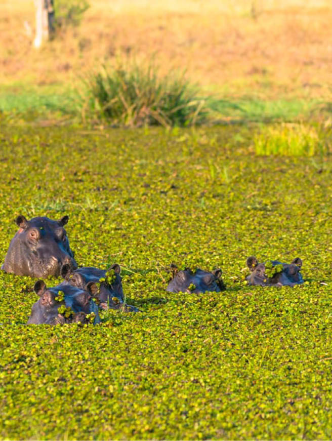 Botswana. Okavango Delta. Khwai Concession. Herd of hippos (Hippopotamus amphibius) in the Khwai river.
