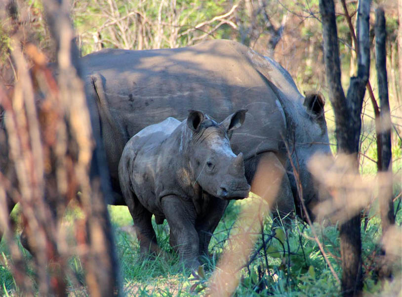 White rhinos in Matobo National Park, Zimbabwe