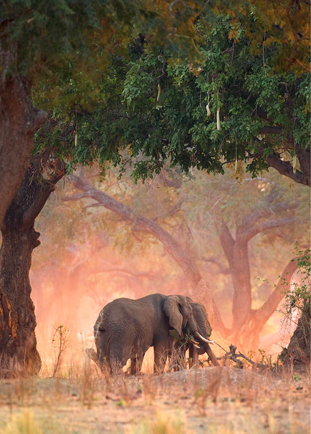 Elephants - Loxodonta africana - in Acacia and Sausage Tree woodlands at dawn, Mana Pools National Park, Zimbabwe