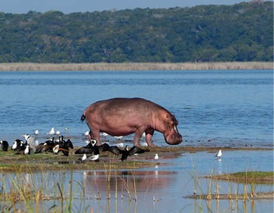 Hippo in Maputo Nacional Park