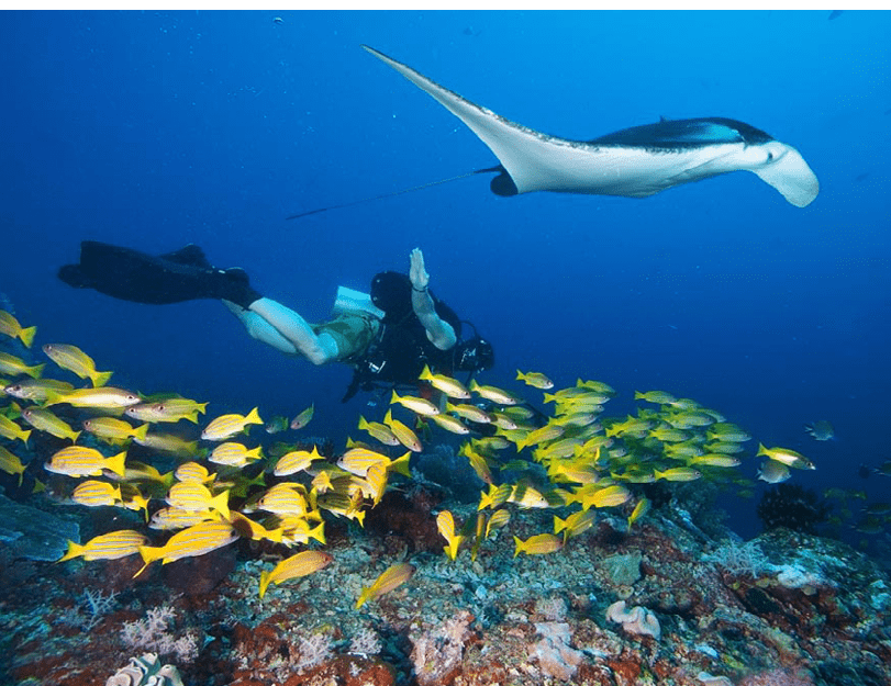 Diver swims with manta ray 