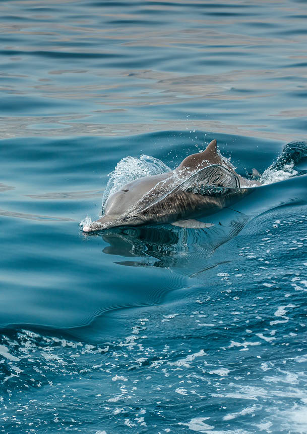 dolphins in a coastal waters of Musandam