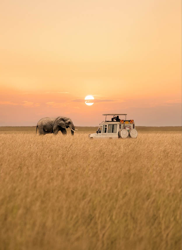 Lone African elephant walking with blurred foreground of savanna grassland and blurred tourist car stop by watching during sunset at Masai Mara National Reserve Kenya.