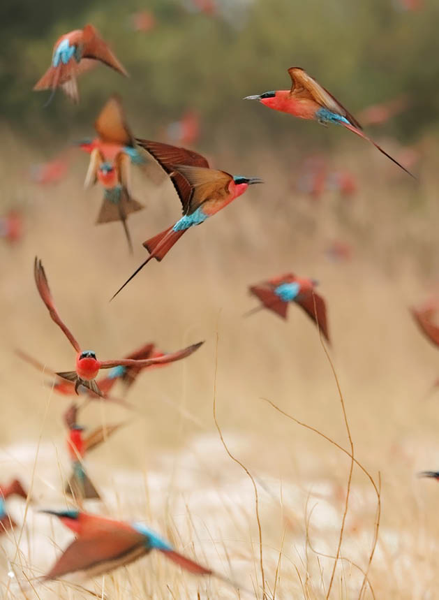 Southern carmine bee-eaters - Merops nubicoides - Scharlachspint