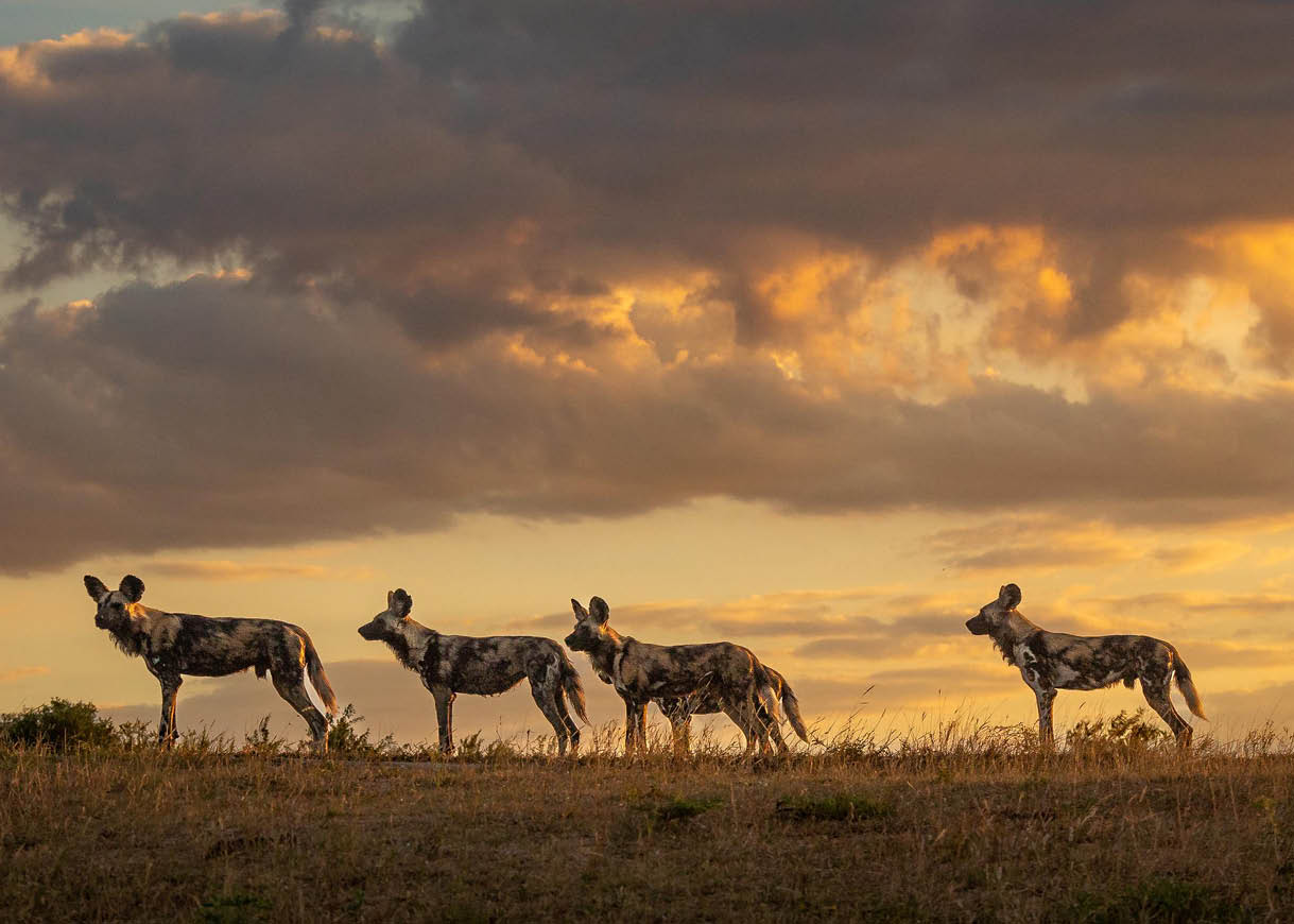 Four wild dogs, Lycaon pictus, in evening light standing alert in a line.