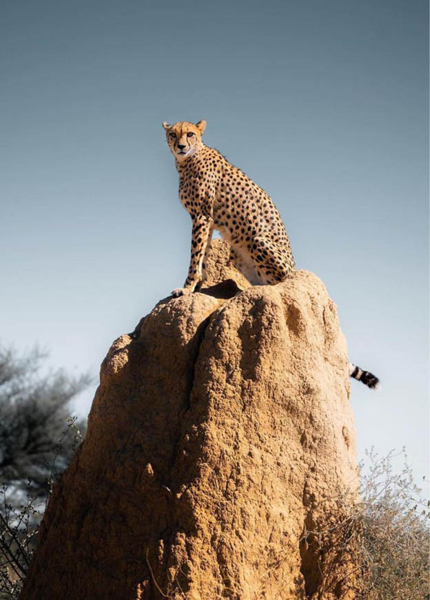 Majestic and untamed, this swift cheetah perches atop a towering rock 