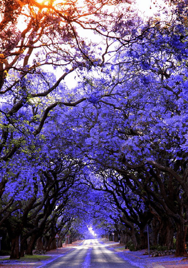 Jacaranda trees in bloom lining a street