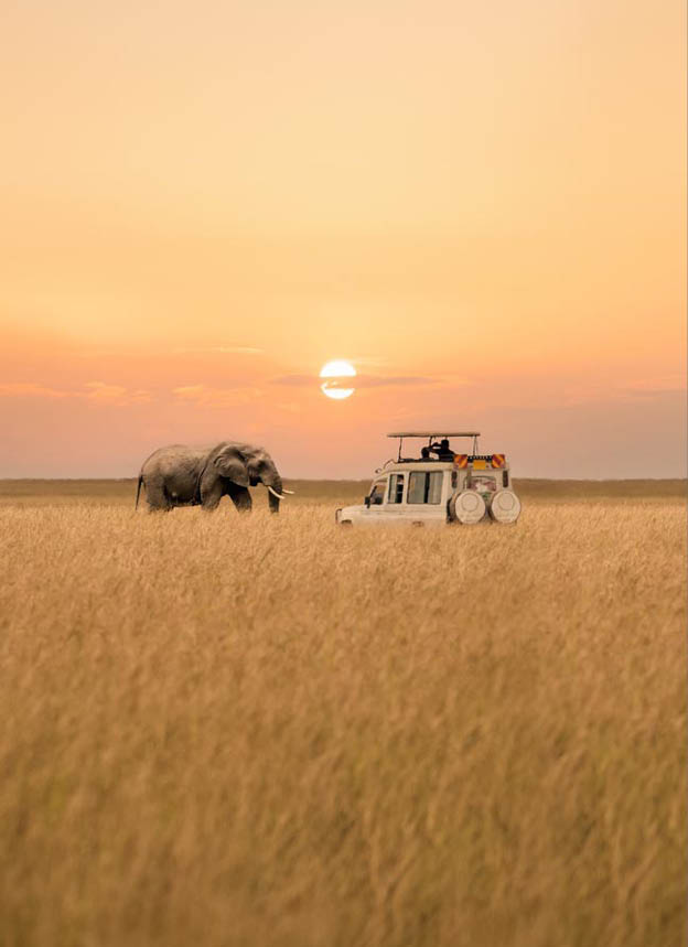 Lone African elephant walking with blurred foreground of savanna grassland and blurred tourist car stop by watching during sunset at Masai Mara National Reserve Kenya.