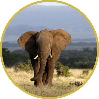 A big elephant bull walks through an open grassland in this image.