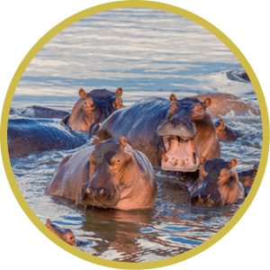 A group of common hippopotamus (Hippopotamus amphibius), or hippo, in the South Luangwa river, South Luangwa, Zambia, Africa