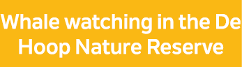 Whale watching in the De Hoop Nature Reserve