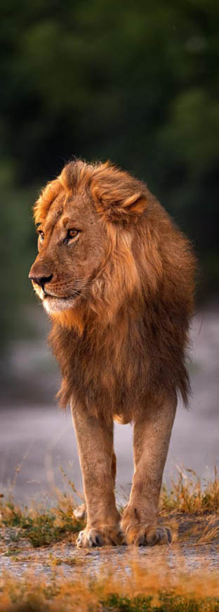 Africa Lion , Chobe NP in Botswana. Hot season in Africa. African lion, male. Botswana wildlife. Young male near the water hole.