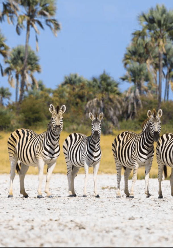 Zebras migration in Makgadikgadi Pans National Park - Botswana