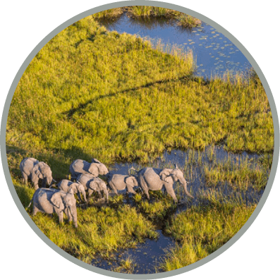 Aerial view of herd of African Elephants standing by a watering hole in lush delta.