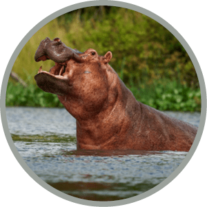 Hippopotamus - Hippopotamus amphibius or hippo is large, mostly herbivorous, semiaquatic mammal native to sub-Saharan Africa. Head looking from the water with widely opened mouth. Lake in Uganda.