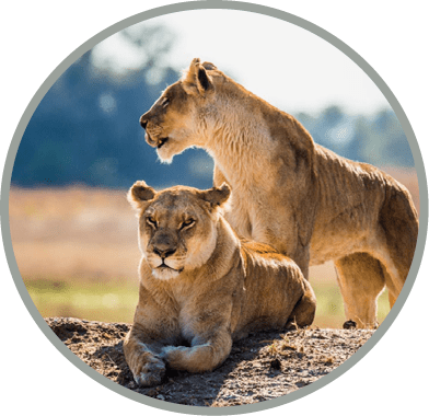 Two lionesses on the hill. Votsvana. An excellent illustration. Africa. Big cats.