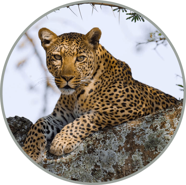Leopard on the tree. Tanzania. Serengeti.