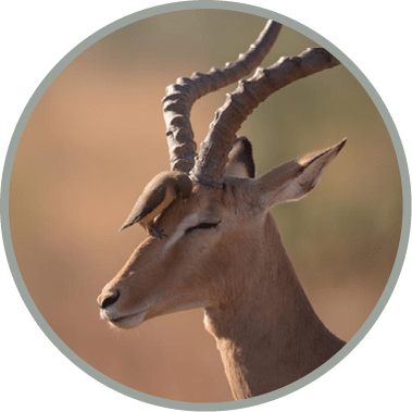 A vertical selective focus shot of a bird sitting on the head of a gazelle