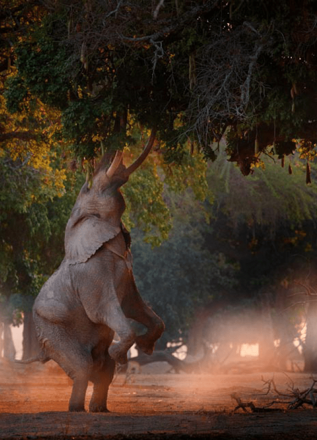 Boswell elephant at Mana Pools NP, Zimbabwe in Africa, stand up on his hind legs, sun set. Magic wildlife in nature. Elephant, high stretched trunk, trying to reach on the leaves, wildlife, sunset.