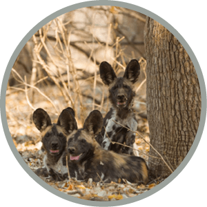 Three African Wild Dog puppies (Lycaon pictus) looking at the camera
