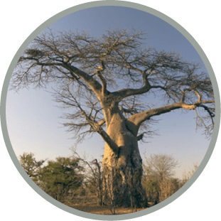 Baobab in the Lower Zambezi National Park, Zimbabwe/Baobab/Lower Zambezi National Park, Zimbabwe