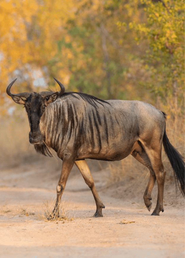 A blue wildebeest, Connochaetes taurinus, walks across a sand road, direct gaze, leg raised, yellow green background