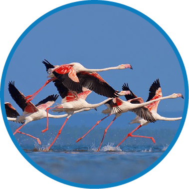 Flamingo's in Mozambique southern Africa