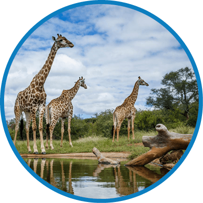 Three Giraffes along waterhole with reflection in Kruger National park, South Africa ; Specie Giraffa camelopardalis family of Giraffidae