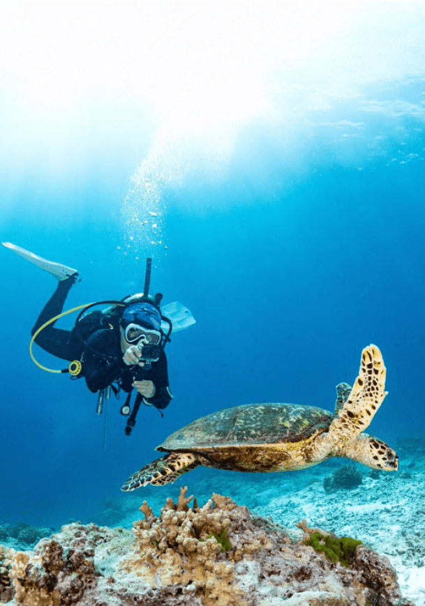 Female scuba diver taking a photo of Hawksbill Turtle swimming over coral reef in the blue sea. Marine life and Underwater world concepts