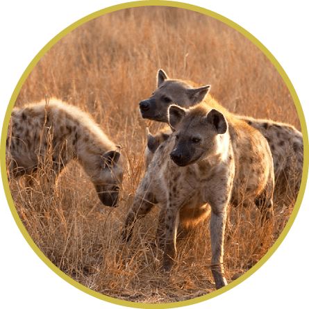 spotted hyena, crocuta crocuta, Kruger national park, South Africa