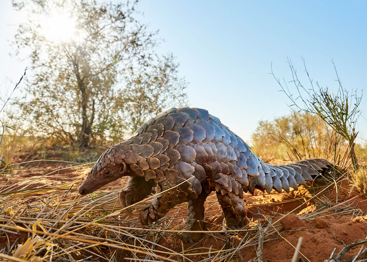 Pangolin