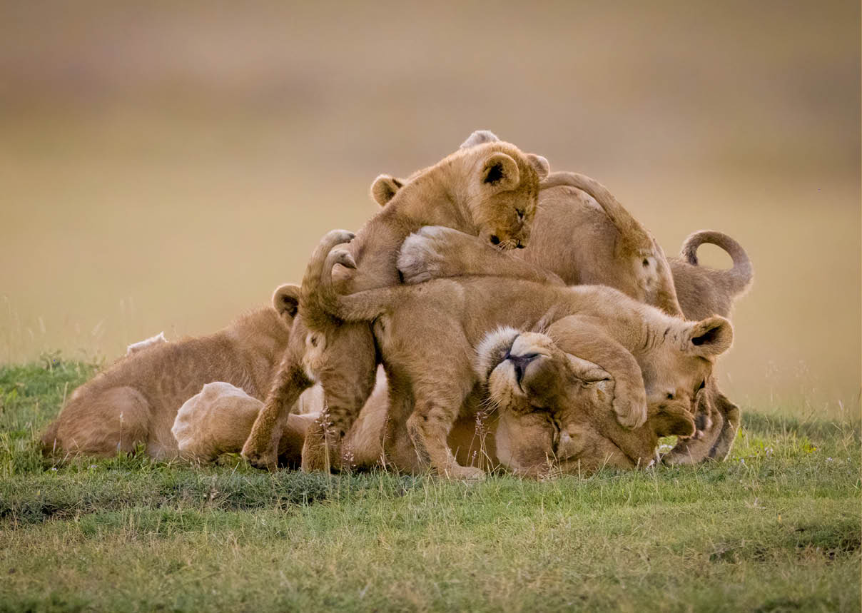 Lioness lies covered in cubs on savannah