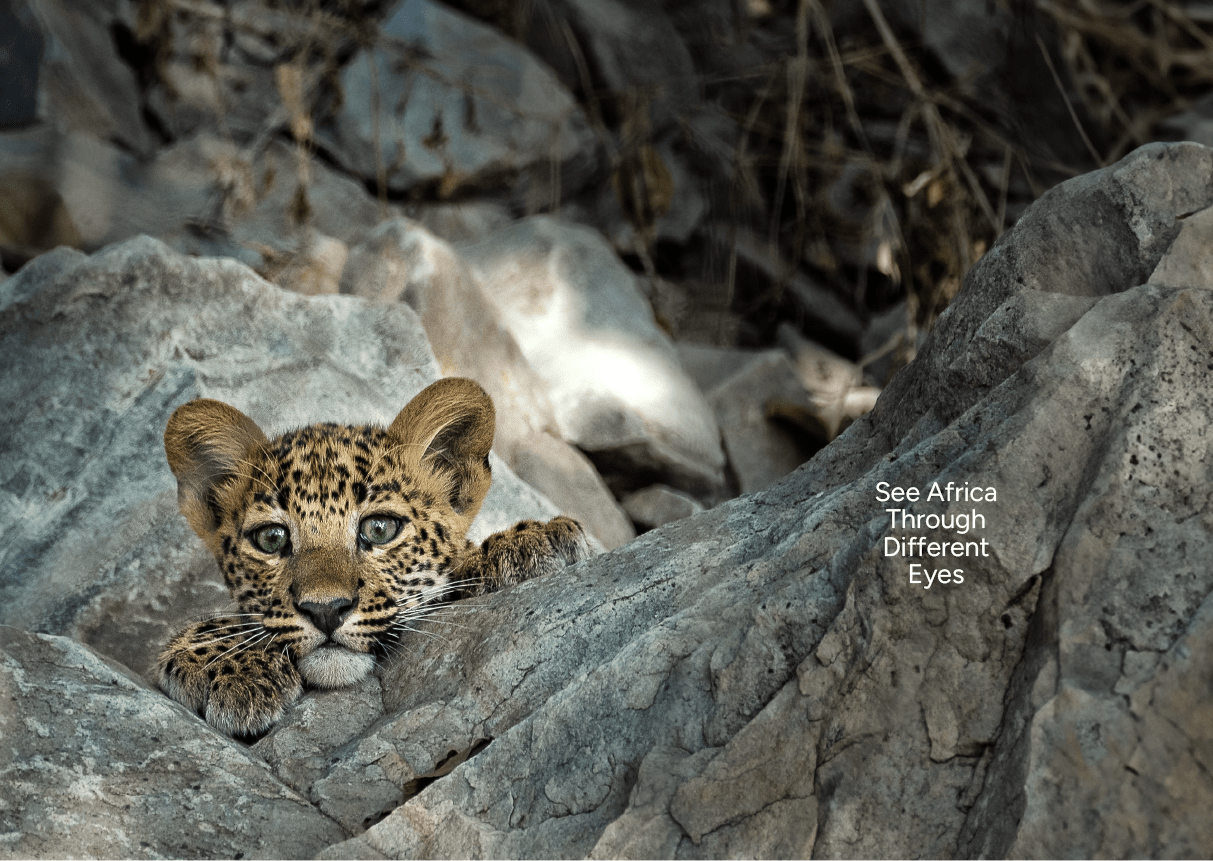 A baby leopard is laying on a rock. Description generated by AI