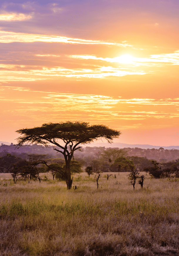 Sunset in savannah of Africa with acacia trees, Safari in Serengeti of Tanzania