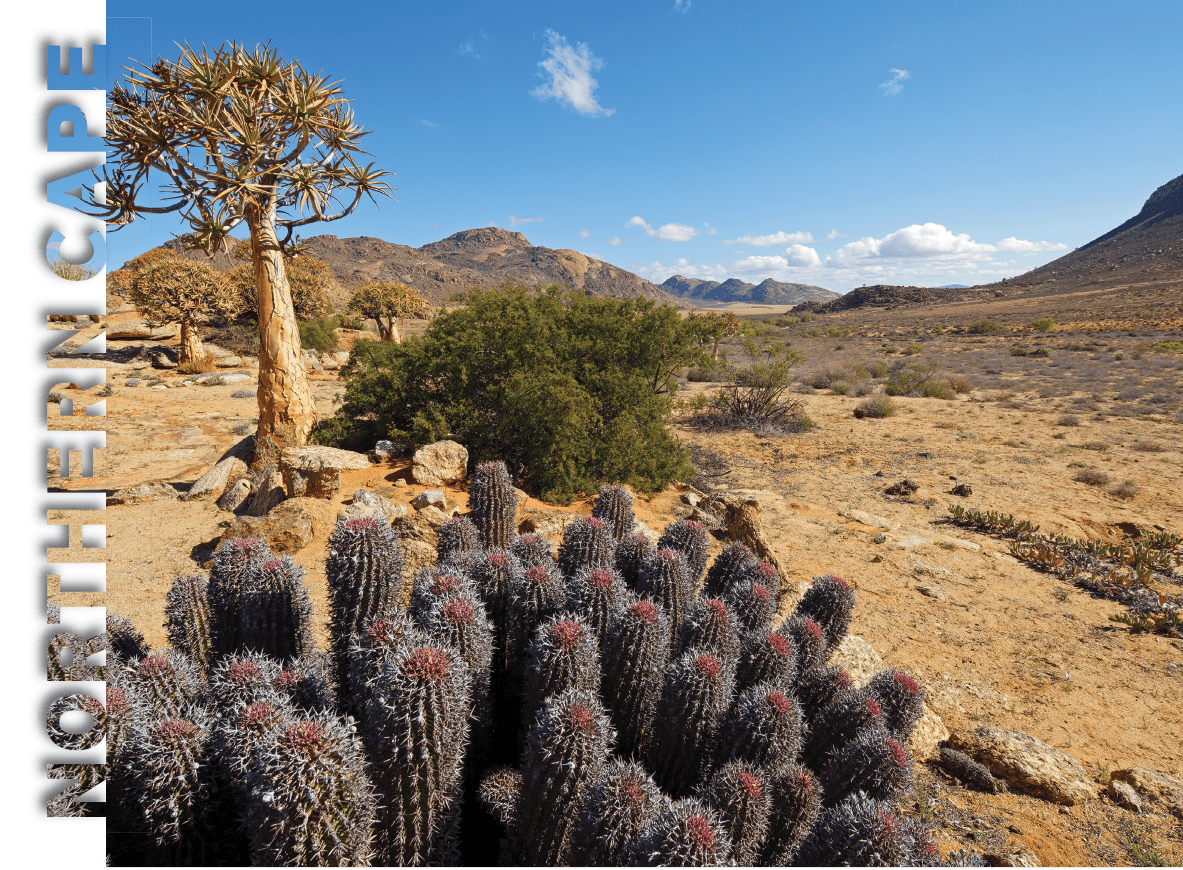 A field of cactus with a mountain in the background. Description generated by AI