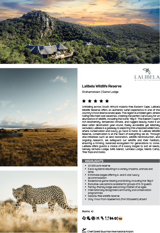 A lion walking in a field. Description generated by AI