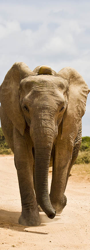 Young African elephant running down a gravel road on a hot summers day