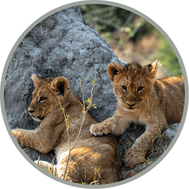 Two extremely cute lion cubs in the Okavango Delta in Botswana