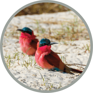 Bird Northern Carmine Bee-eater in large nesting colony of (Merops nubicoides) on bank of the Zambezi river in Caprivi Namibia, Africa
