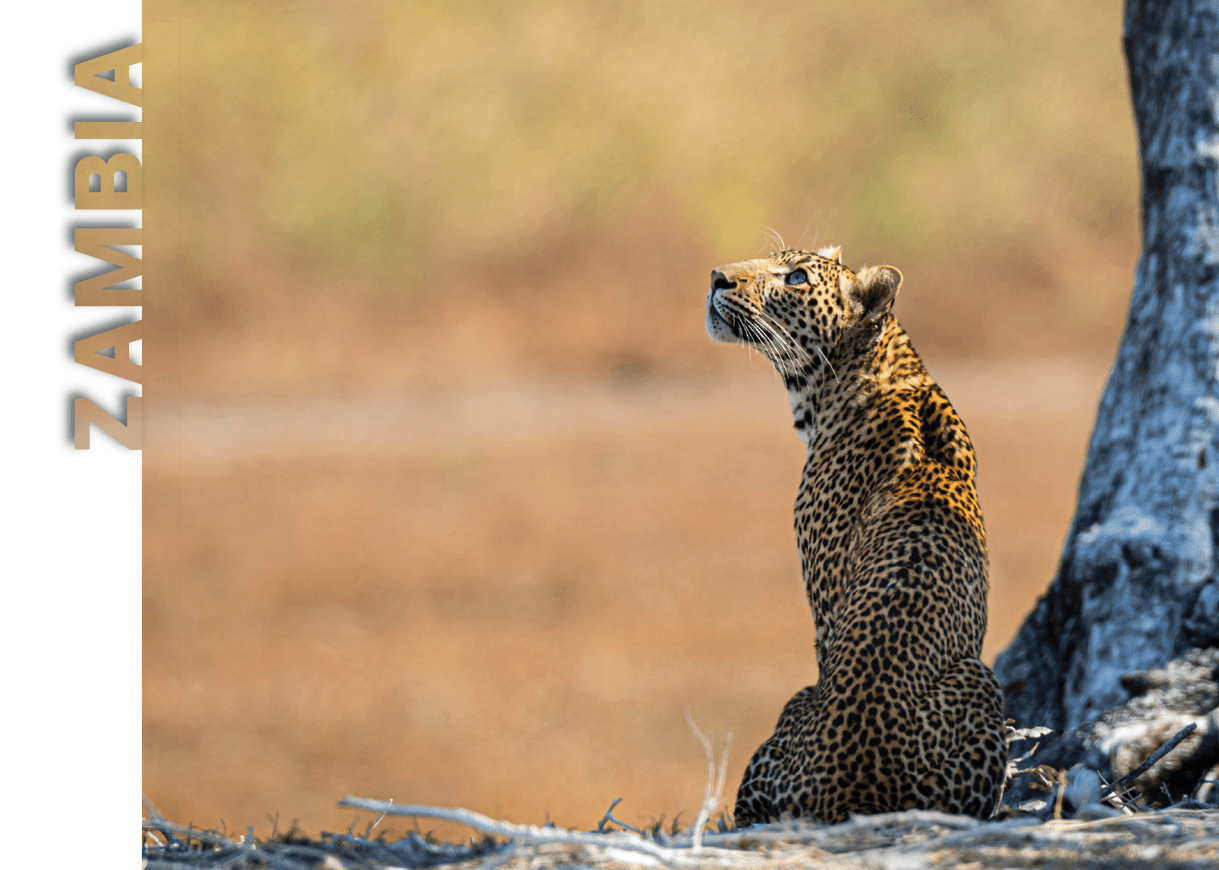 A leopard is sitting under a tree. Description generated by AI