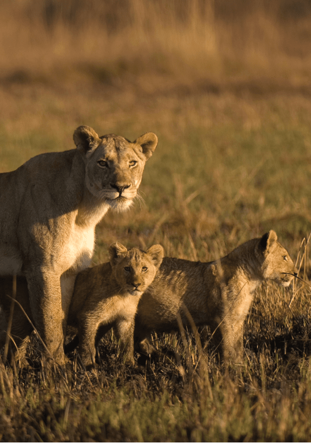 Lioness and cubs, busanga plains, kafue national park, zambia, africa
