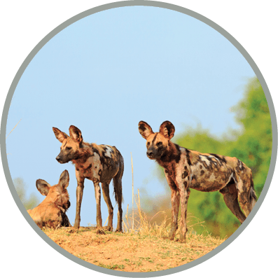 Pack of wild dogs (Painted Do - Lycaon pictus) standing on top of a sandbank looking directly ahead with a bright blue sky and vibrant green bush in South Luangwa National Park, Zambia Southern Africa